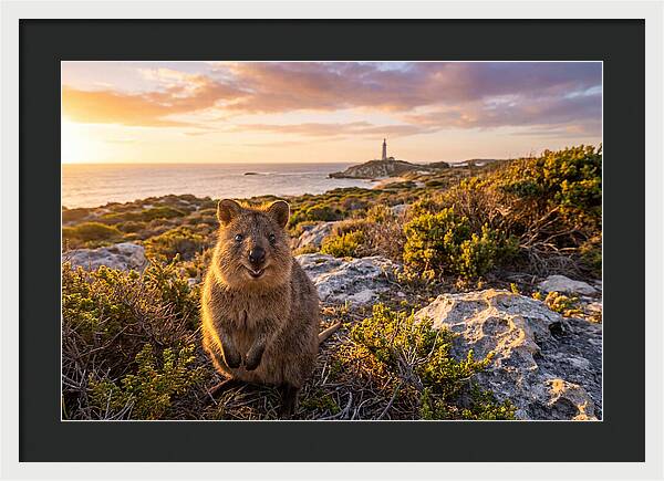 Quokka Smiling At Sunset