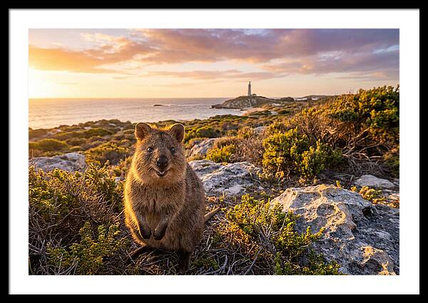 Quokka Smiling At Sunset