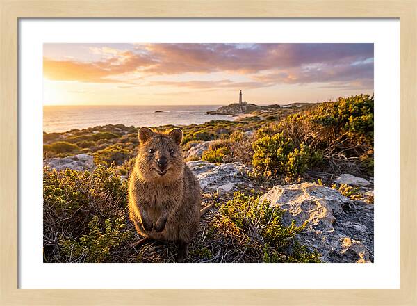 Quokka Smiling At Sunset