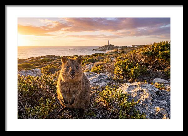 Quokka Smiling At Sunset
