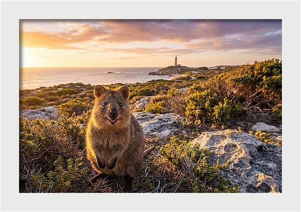 Quokka Smiling At Sunset