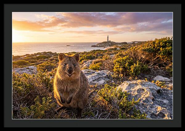 Quokka Smiling At Sunset