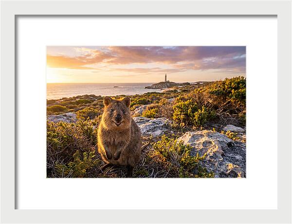 Quokka Smiling At Sunset