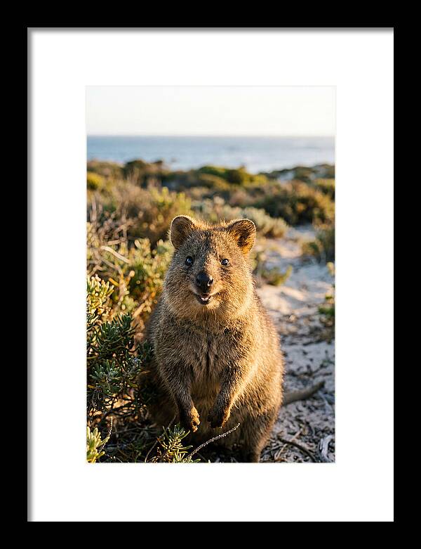 Quokka Smiling In Nature
