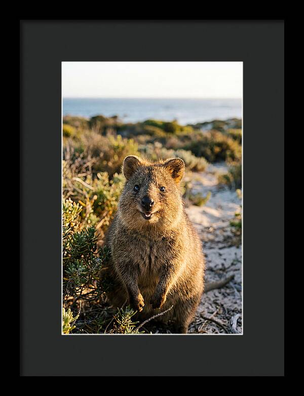 Quokka Smiling In Nature