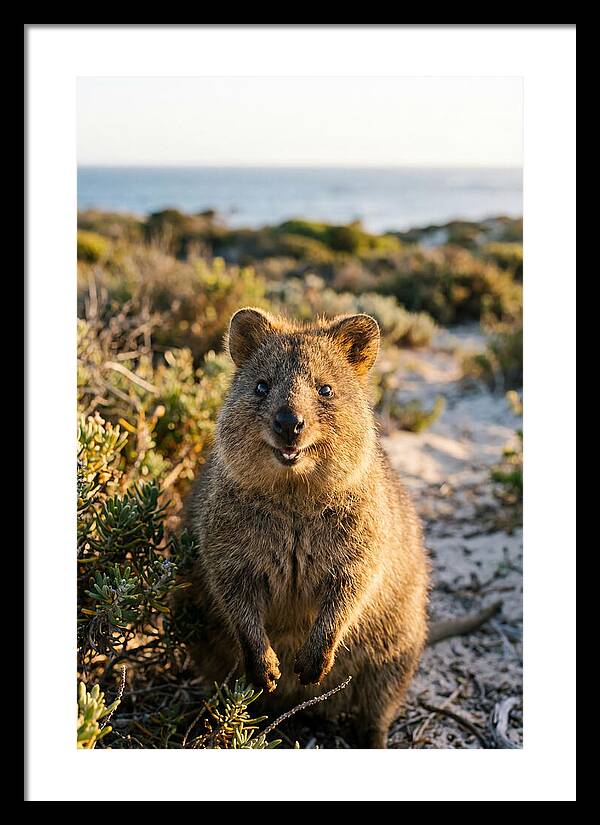 Quokka Smiling In Nature