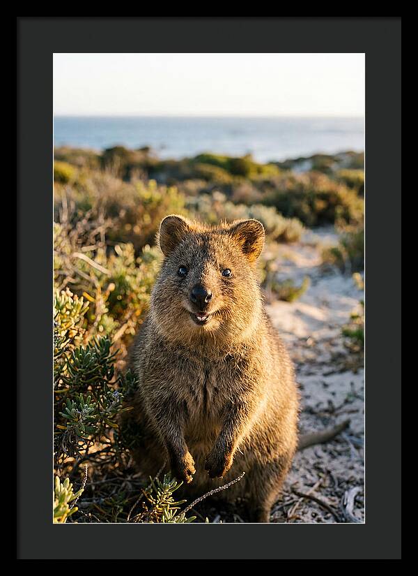 Quokka Smiling In Nature