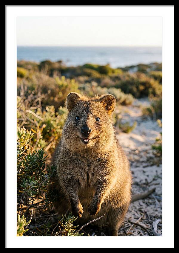 Quokka Smiling In Nature