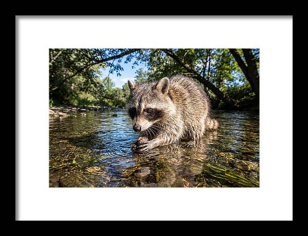 Raccoon Enjoying Natures Bounty