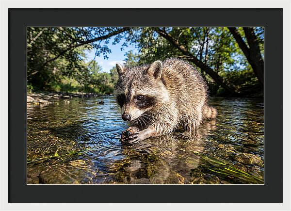 Raccoon Enjoying Natures Bounty