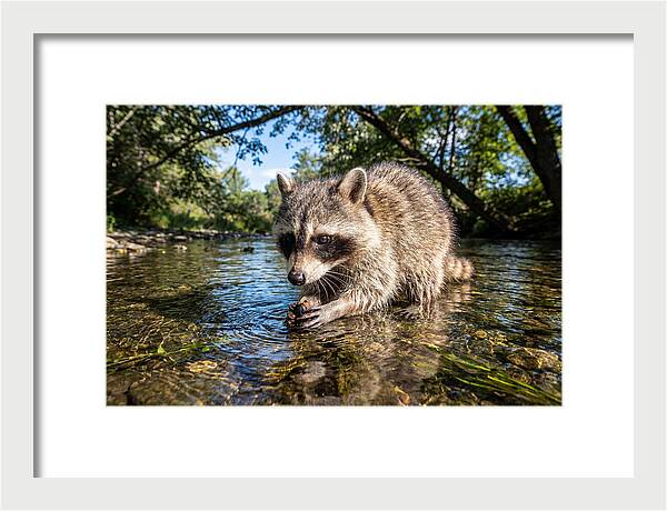 Raccoon Enjoying Natures Bounty