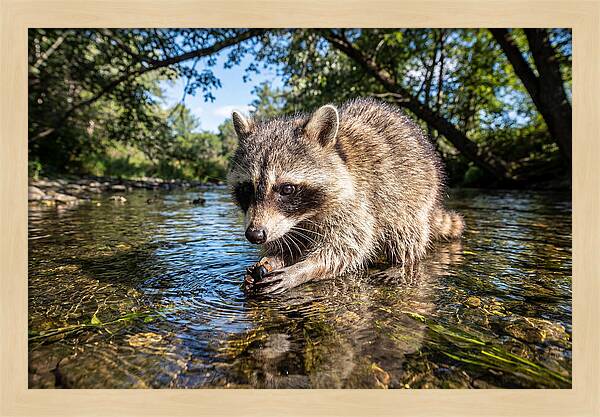 Raccoon Enjoying Natures Bounty