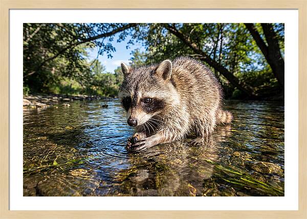 Raccoon Enjoying Natures Bounty