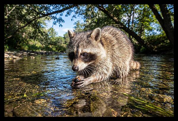 Raccoon Enjoying Natures Bounty