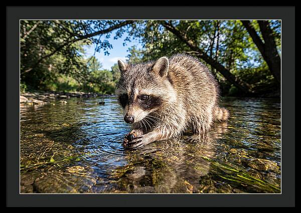 Raccoon Enjoying Natures Bounty