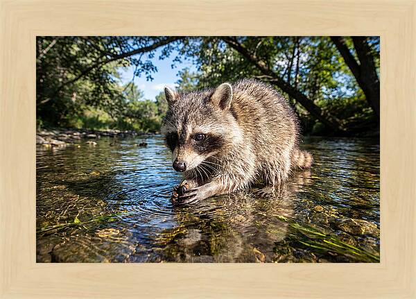 Raccoon Enjoying Natures Bounty