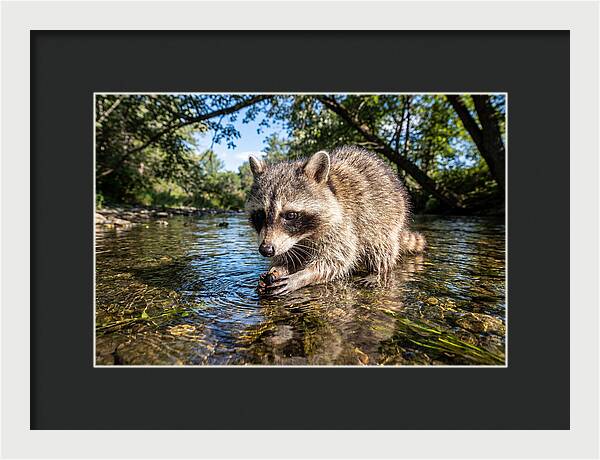 Raccoon Enjoying Natures Bounty