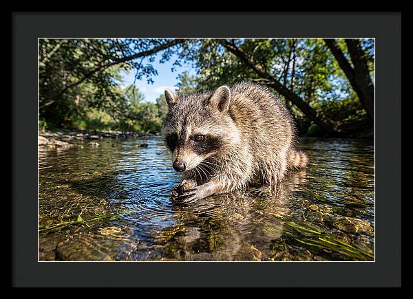 Raccoon Enjoying Natures Bounty