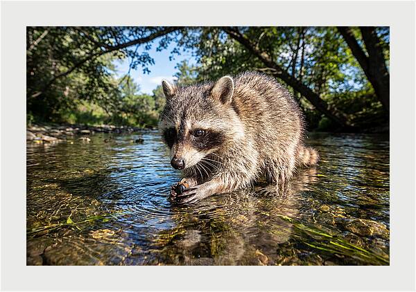 Raccoon Enjoying Natures Bounty
