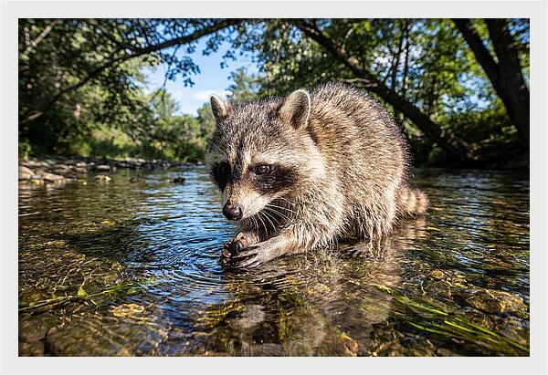 Raccoon Enjoying Natures Bounty