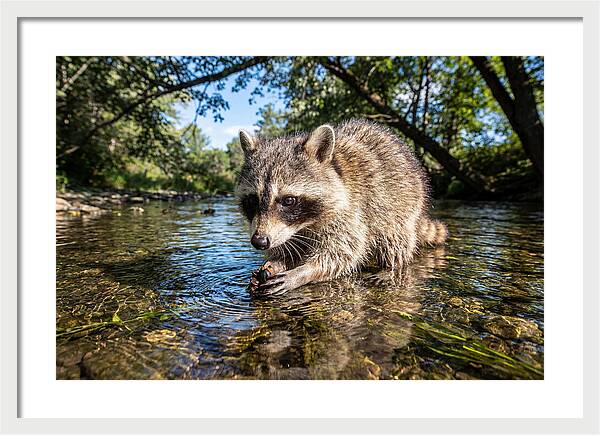 Raccoon Enjoying Natures Bounty