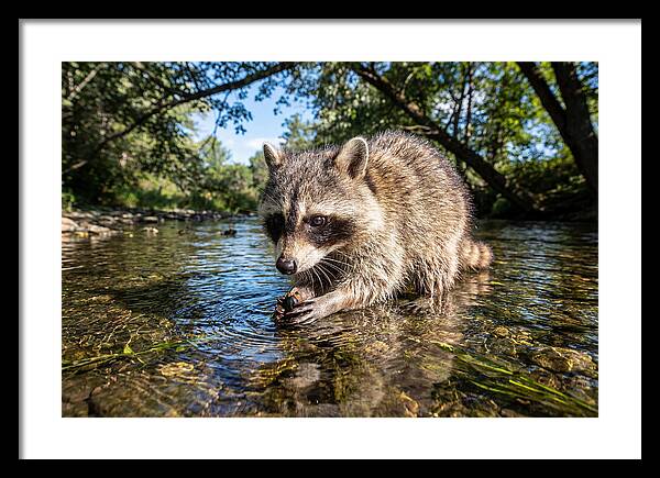 Raccoon Enjoying Natures Bounty