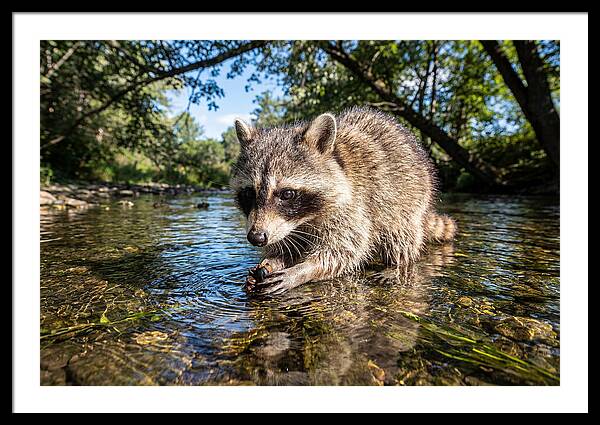 Raccoon Enjoying Natures Bounty
