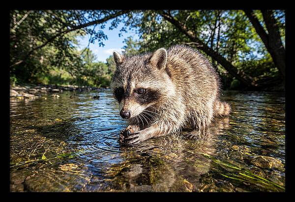 Raccoon Enjoying Natures Bounty