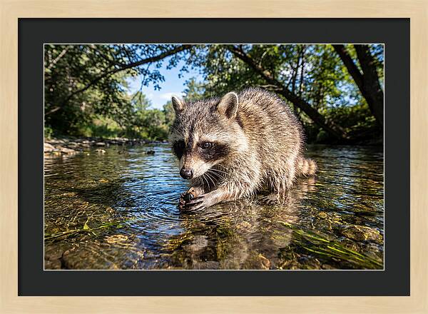 Raccoon Enjoying Natures Bounty