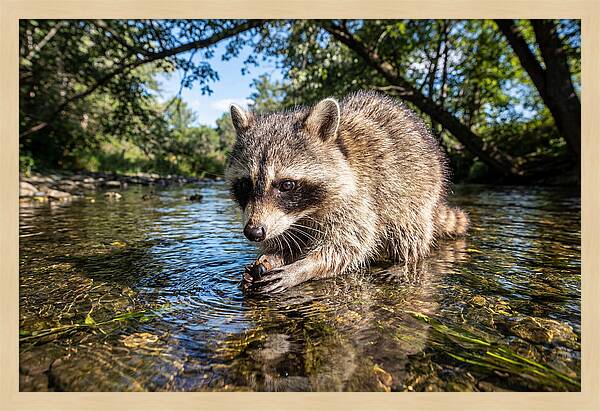 Raccoon Enjoying Natures Bounty