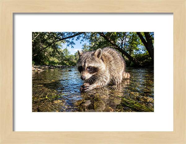 Raccoon Enjoying Natures Bounty