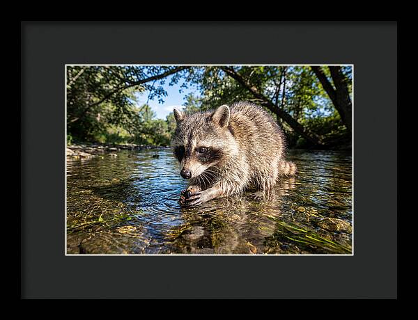 Raccoon Enjoying Natures Bounty