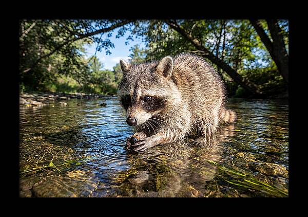Raccoon Enjoying Natures Bounty
