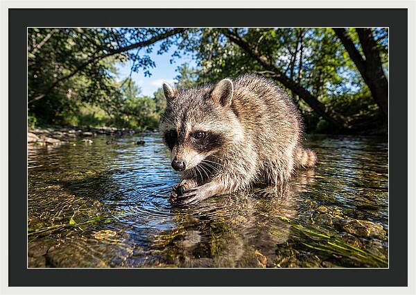 Raccoon Enjoying Natures Bounty