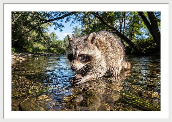 Raccoon Enjoying Natures Bounty