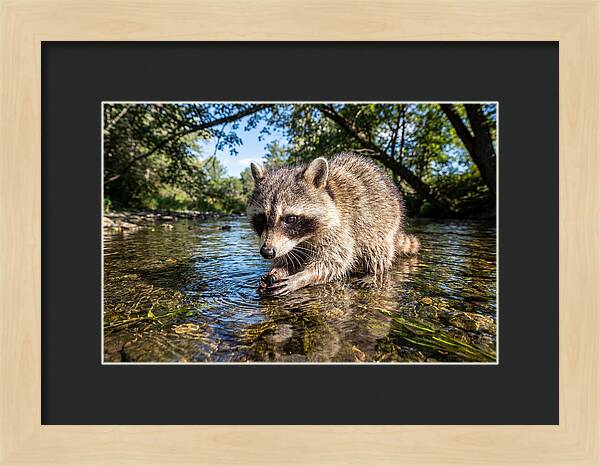 Raccoon Enjoying Natures Bounty
