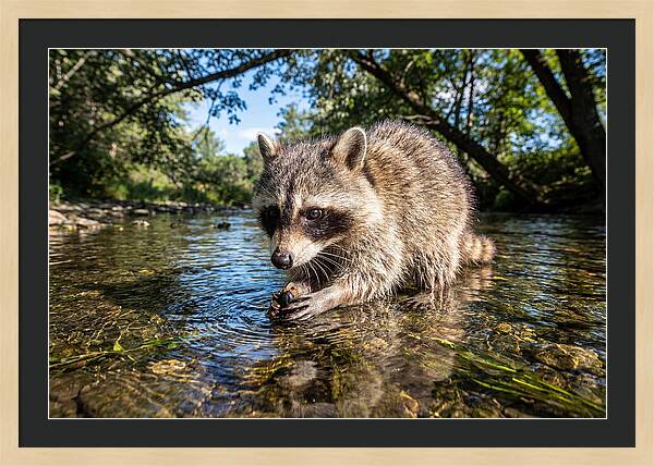 Raccoon Enjoying Natures Bounty