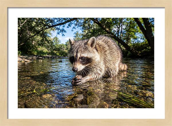 Raccoon Enjoying Natures Bounty