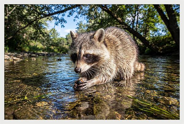 Raccoon Enjoying Natures Bounty