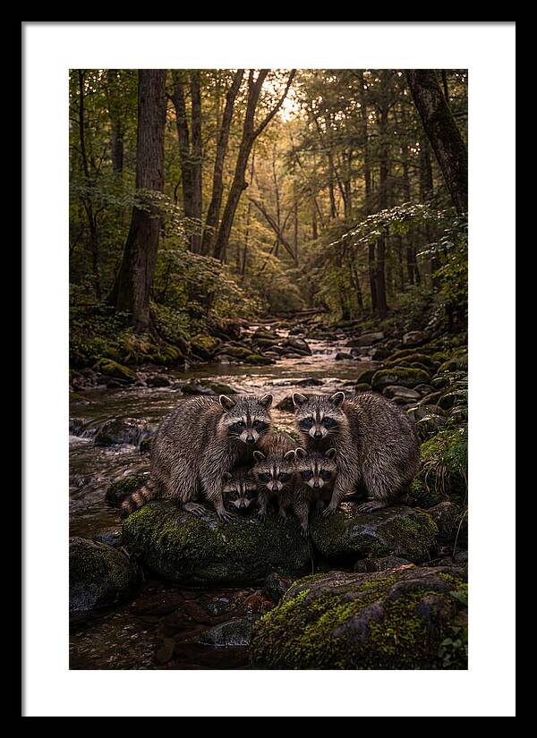 Raccoon Family Gathering