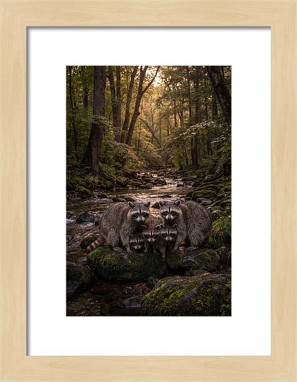 Raccoon Family Gathering