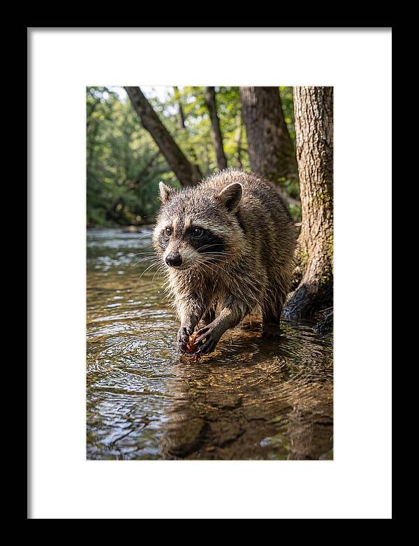 Raccoon Washing Food
