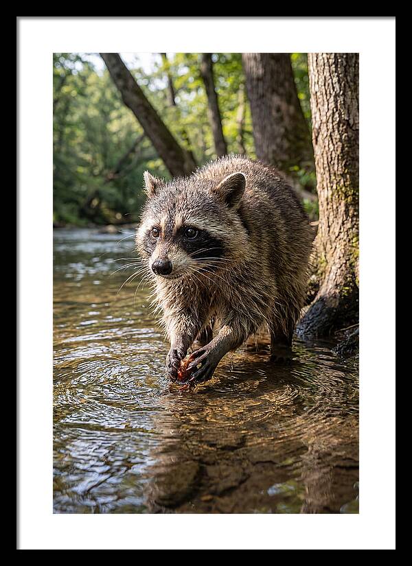 Raccoon Washing Food