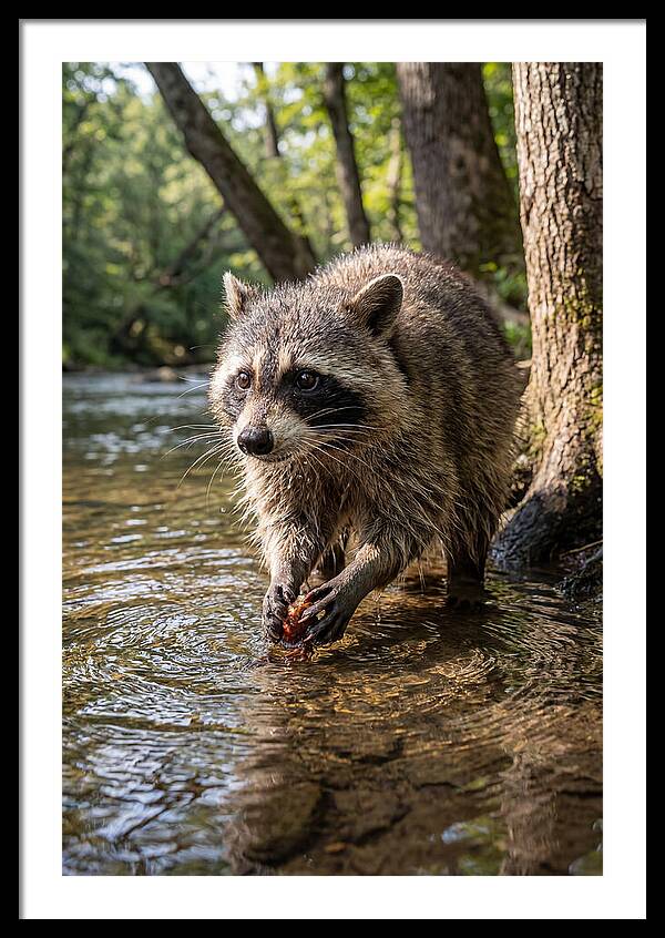 Raccoon Washing Food