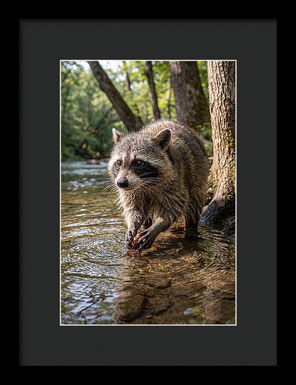 Raccoon Washing Food