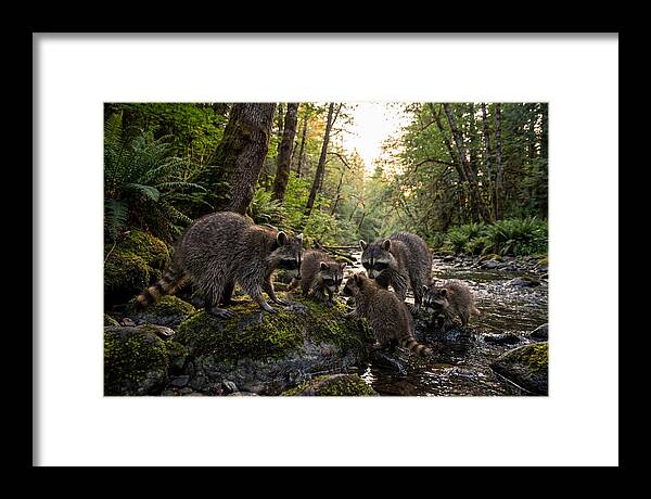 Raccoons Under The Moonlight