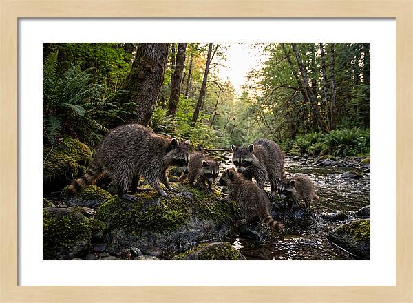 Raccoons Under The Moonlight