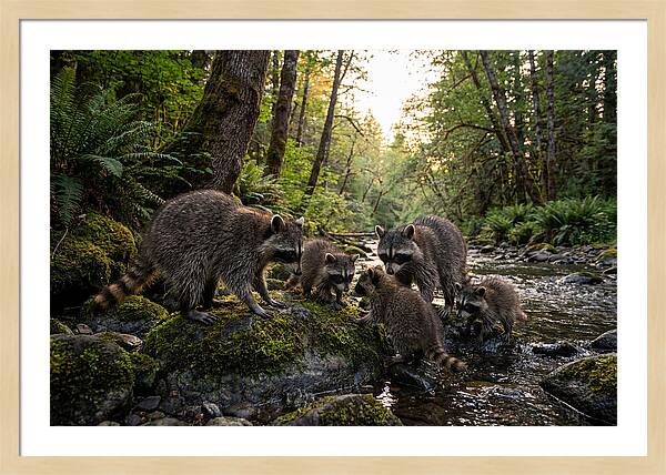 Raccoons Under The Moonlight
