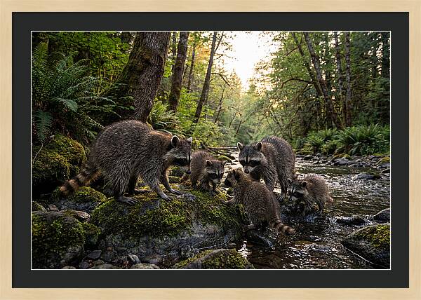 Raccoons Under The Moonlight