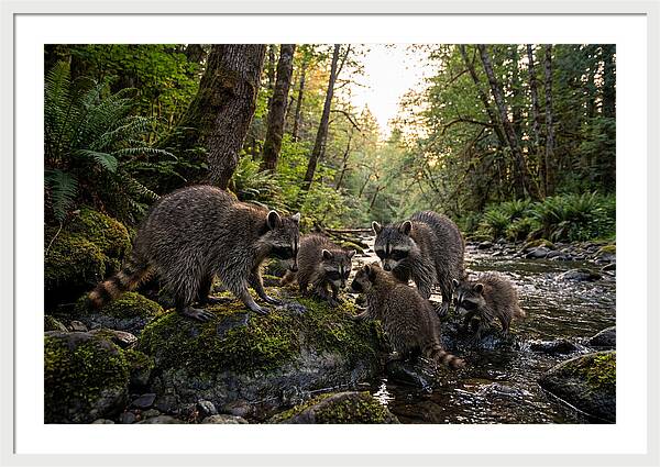 Raccoons Under The Moonlight